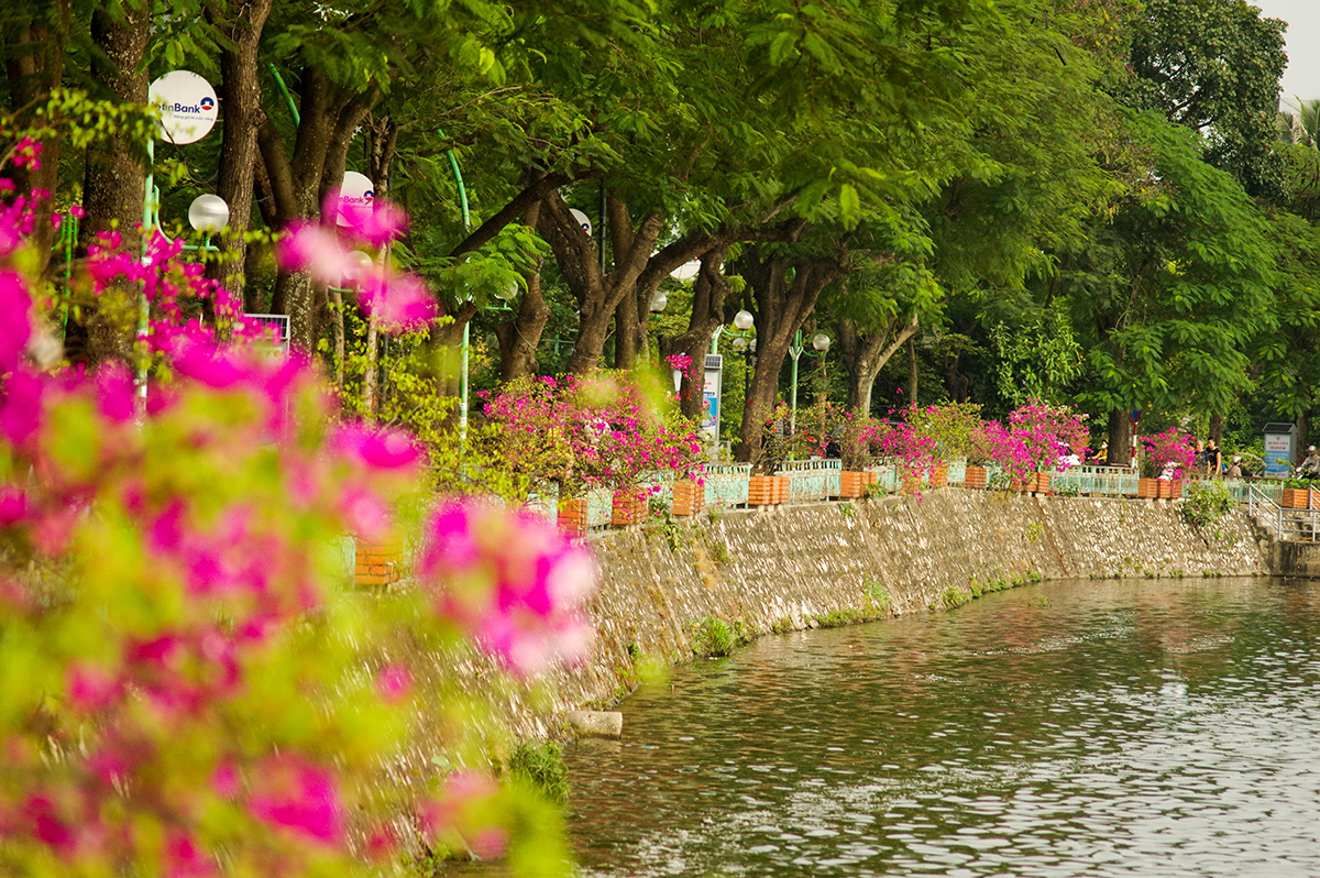Dưới tán những cây phượng xanh mát, hàng cây hoa giấy trồng sát hồ Trúc Bạch trên đường Thanh Niên nở rộ, rực sáng
