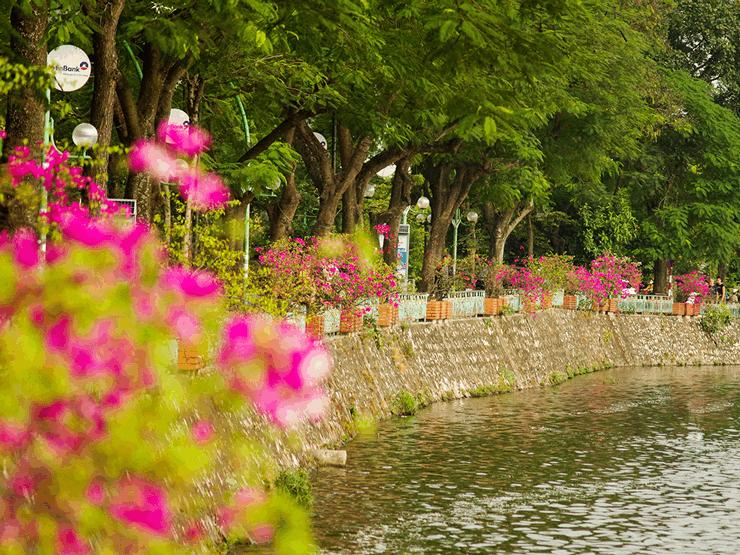 Tin tức trong ngày - Đẹp ngỡ ngàng mùa hoa giấy nở rộ đầu đông bên hồ Trúc Bạch