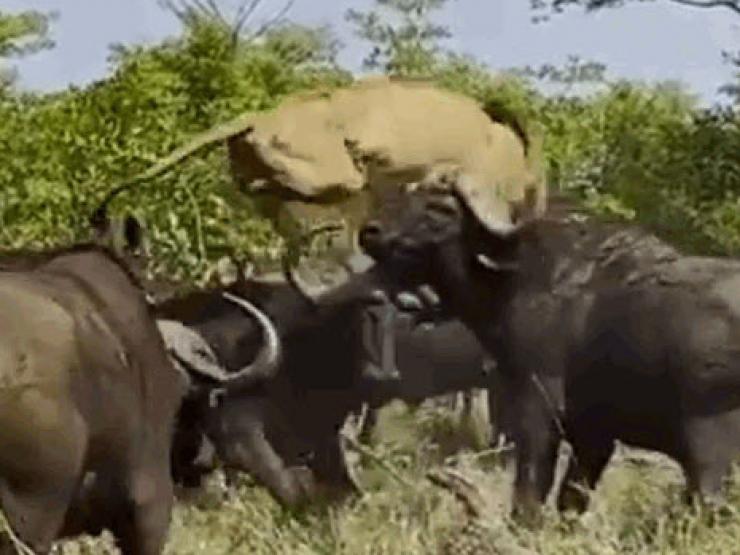 Media - "Đội quân" trâu rừng bao vây, thay nhau hành hạ sư tử đực
