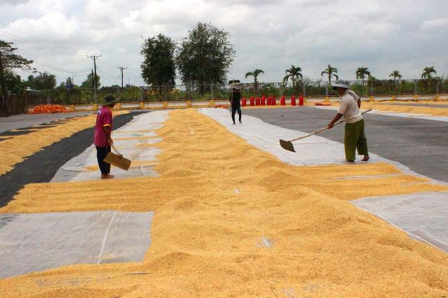 Năm 2022, vùng ĐBSCL sản xuất hơn 3,8 triệu ha lúa, năng suất đạt hơn 6,2 tấn/ha, sản lượng 23,7 triệu tấn (ảnh: CK).
