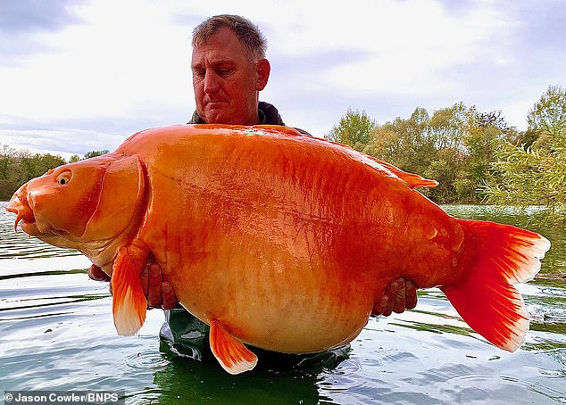 Cần thủ người Anh bắt được con cá vàng khổng lồ nặng 31kg.
