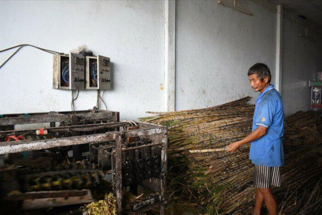 Một điểm thu mua mía chục ở Cần Thơ, sau đó bán lại cho các điểm giải khát.