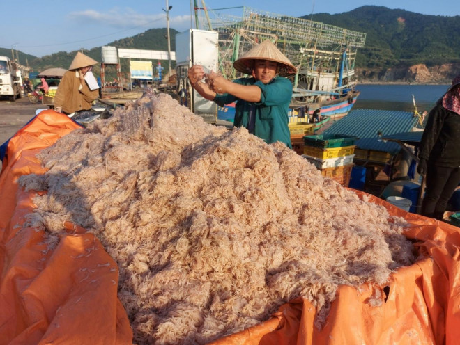 Ruốc được đưa từ thuyền lên bờ rồi dùng xe kéo để vận chuyển về nhà để làm mắm ruốc.