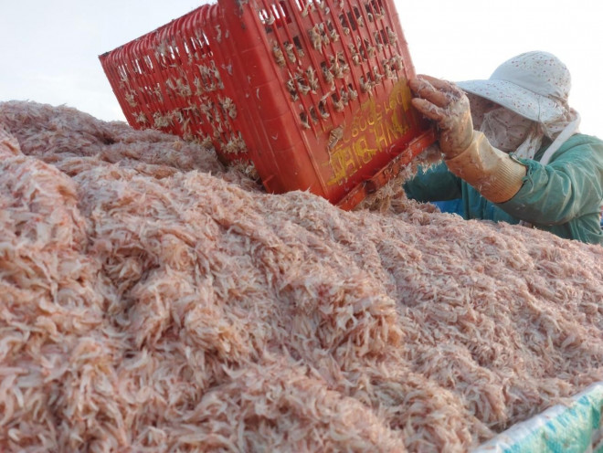 Tuy giá ruốc hiện tại chỉ thu mua tại bờ với giá từ 6-7 ngàn đồng/kg nhưng do số lượng khai thác được nhiều nên các tàu có thể thu về từ 15 - 20 triệu đồng/chuyến.