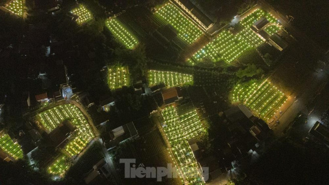 Đến với “thủ phủ” hoa cúc ở xã Nghĩa Hiệp, Nghĩa Mỹ (huyện Tư Nghĩa) vào ban đêm, nhiều người không khỏi thích thú trước khung cảnh lung linh, sáng rực với hàng ngàn ngọn đèn điện cùng lúc được thắp sáng trên những ruộng hoa. Nhìn từ xa, cánh đồng hoa nổi bật trên nền trời tối tăm với những thửa ruộng rực rỡ.