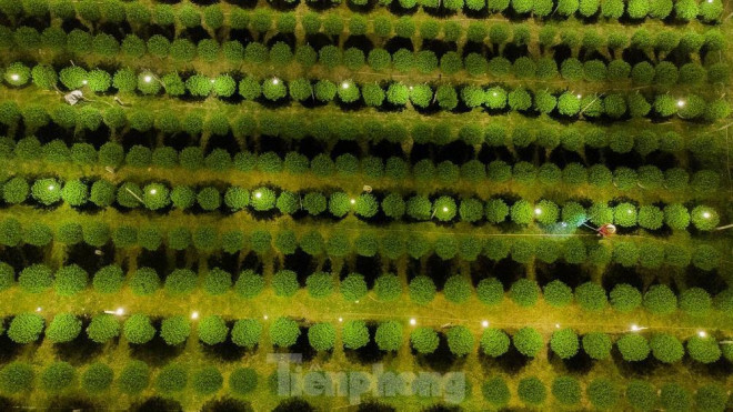 Kỹ thuật ép ''Cúc'' không ngủ ở thủ phủ hoa tết Quảng Ngãi - 9