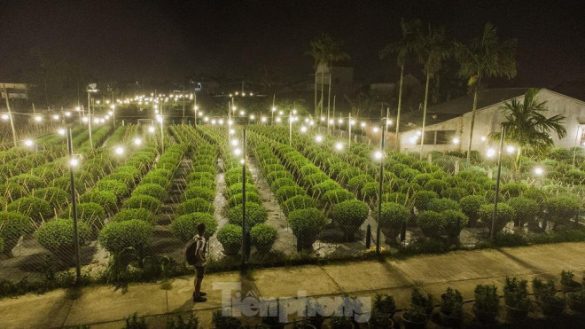 Theo một số người trồng hoa, nếu trồng hoa thông thường không dùng điện thì ngọn sẽ chùn, không vươn cao được, cây hoa chỉ cao khoảng 40cm và sẽ nở rất sớm, không đúng ý định của người trồng. Nhưng khi được “nuôi” bằng đèn điện thì cây hoa có thể cao 70 - 80cm, bông hoa to, cánh dày, màu sắc rực rỡ hơn.