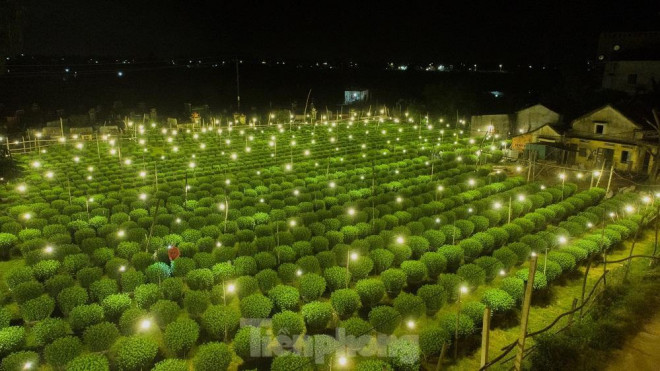 Kỹ thuật ép ''Cúc'' không ngủ ở thủ phủ hoa tết Quảng Ngãi - 7
