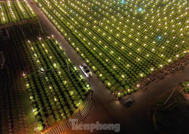 Bà Lê Thị Vỹ (trú xã Nghĩa Hiệp, huyện Tư Nghĩa) cho hay, năm nay thời tiết thuận lợi, vườn hoa phát triển tốt, cây cao, thân thẳng và ít sâu bệnh. Bên cạnh đó, người trồng hoa không còn tâm lý e dè vì dịch bệnh COVID-19, năm nay, nhiều nhà vườn đã mạnh dạn tăng sản lượng, có vườn tăng gấp đôi. Một số hộ, đầu tư lớn, trồng cả vài nghìn chậu.