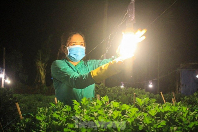 Làng hoa xã Nghĩa Mỹ, Nghĩa Hiệp (huyện Tư Nghĩa, tỉnh Quảng Ngãi) được xem là “thủ phủ” hoa cúc Tết ở Quảng Ngãi. Hằng năm, cung cấp hàng trăm nghìn chậu hoa cho thị trường Tết khắp các tỉnh, thành miền Trung.