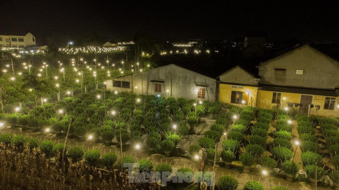 Tuy việc trồng hoa cúc nhiều bấp bênh, ăn may theo thời tiết nhưng chưa khi nào người trồng bớt hy vọng một mùa hoa bội thu. Mỗi năm một mùa hoa Tết, nếu thắng lợi, khoản lợi nhuận thu được có thể dành dụm để lo cho con cái ăn học và trang trải cuộc sống.