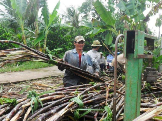 Thị trường - Tiêu dùng - Nhà máy khó mua mía nguyên liệu, giá đường có tăng?