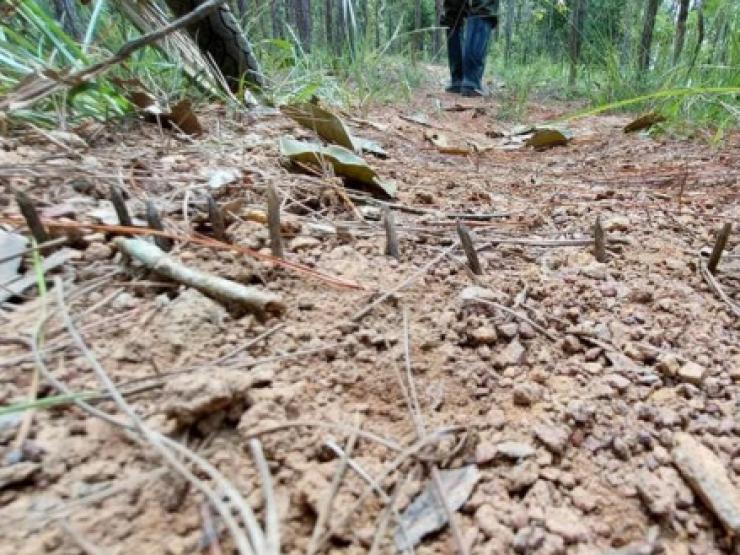 Tin tức trong ngày - Công an thông tin vụ cán bộ trúng đạn chì khi kiểm tra rừng