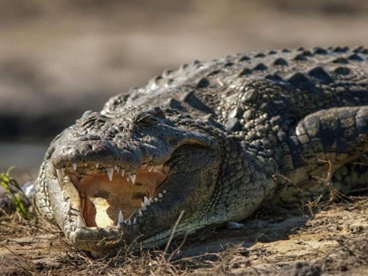 Cá sấu điên cuồng tấn công voi rừng và những kẻ săn mồi đáng sợ