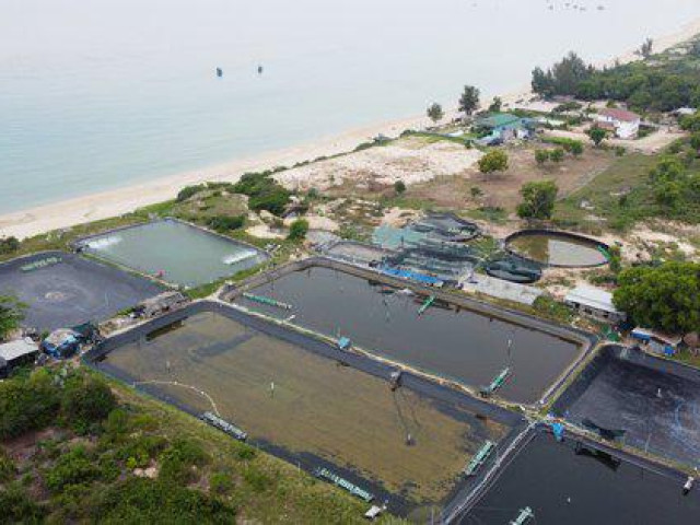 Khánh Hòa: Nước thải nuôi tôm đen sì thải ra Bãi Dài