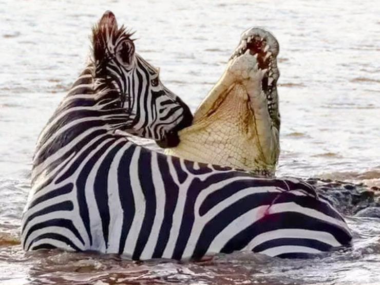 Media - Con mồi giành giật mạng sống khiến sư tử, cá sấu, hổ nhận đòn đau