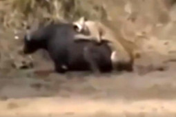 Media - Trâu rừng trọng thương vì cả gan truy sát sư tử, voi "khủng" bất ngờ giải cứu