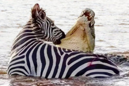 Media - Con mồi giành giật mạng sống khiến sư tử, cá sấu, hổ nhận đòn đau