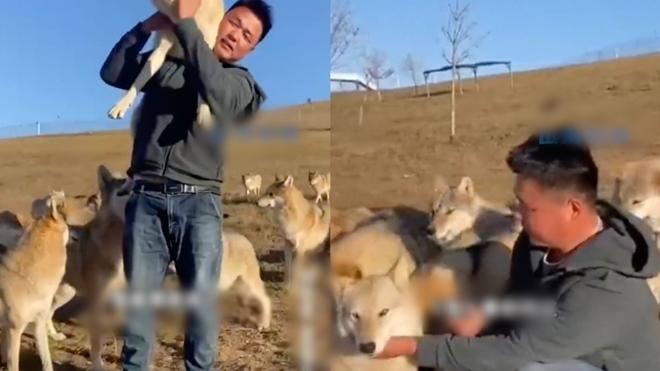 Chàng trai trở thành sói đầu đàn sau 7 năm sống cùng 320 con sói - 2