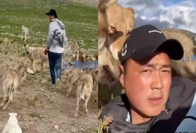 Chàng trai trở thành "sói đầu đàn" sau 7 năm sống cùng 320 con sói - 1