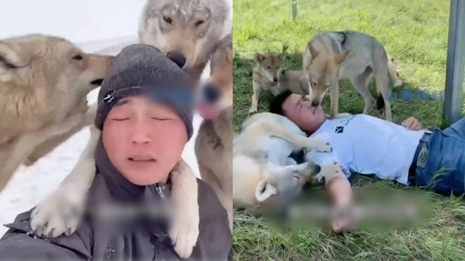 Chàng trai trở thành "sói đầu đàn" sau 7 năm sống cùng 320 con sói - 3