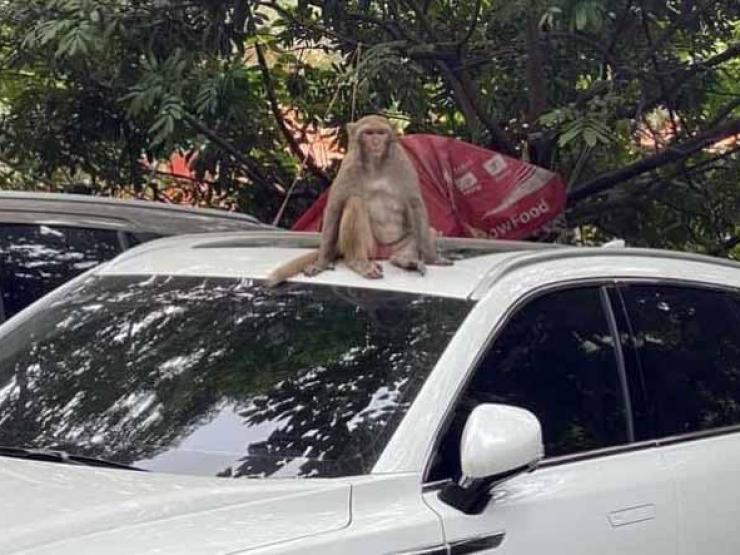 Tin tức trong ngày - Hà Nội: Truy bắt con khỉ hoang hành tung "thoát ẩn, thoát hiện"
