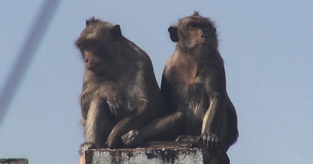 5 chú khỉ trong đàn khỉ 'đại náo' khu dân cư giờ ra sao?