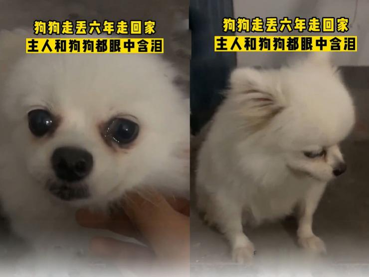 Bạn trẻ - Cuộc sống - Chú chó rưng rưng gặp lại chủ cũ sau 6 năm đi lạc