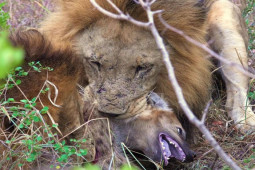 Media - Sư tử đại chiến "nảy lửa" với linh cẩu và những cái kết đau đớn cho kẻ bại trận