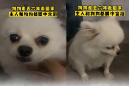 Bạn trẻ - Cuộc sống - Chú chó rưng rưng gặp lại chủ cũ sau 6 năm đi lạc