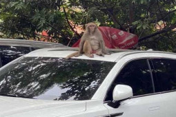 Tin tức trong ngày - Vườn thú Hà Nội lên phương án truy bắt con khỉ hoang “thoắt ẩn, thoắt hiện”