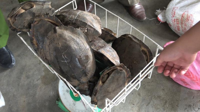11 cá thể rùa được lực lượng chức năng phát hiện tại quán ăn ông Cảnh.