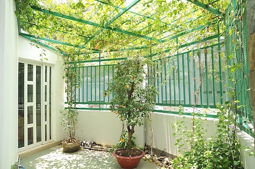 Một góc căn nhà được phủ xanh với dàn dây leo
và một số cây kiểng tạo bóng mát. Những lúc tập kịch hay viết kịch
bản căng thẳng đầu óc, Nhật Cường dành thời gian chăm sóc cây cảnh
thư giãn.