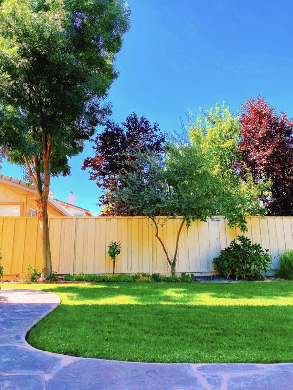 Bên ngoài là khu sân vườn rộng, bao phủ bởi
nhiều cây xanh lớn.