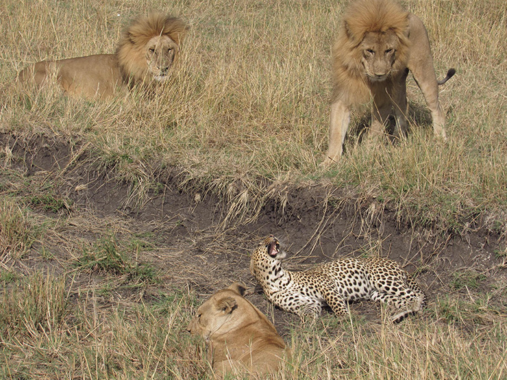 Media - Những "địch thủ sừng sỏ" đủ sức khiến báo đốm sợ "khiếp vía"