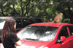 Tin tức trong ngày - Tạm dừng thổi tiêu tẩm thuốc mê để truy bắt con khỉ hoang “thoắt ẩn, thoắt hiện” ở Hà Nội