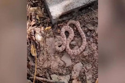 Phi thường - kỳ quặc - Video: Rắn kukri ngụy trang trên bãi đất tấn công người dân