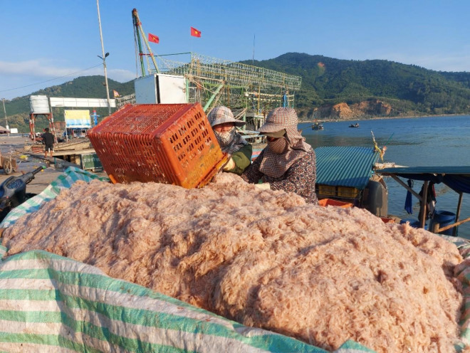 Nhờ đợt trúng đậm luồng ruốc ngư dân có thêm thu nhập