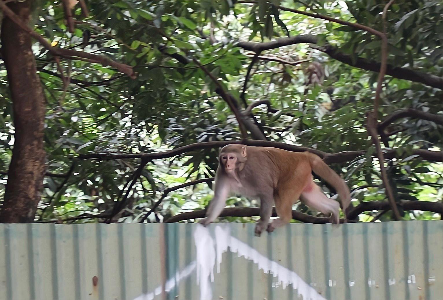 &nbsp;Con khỉ hoang xuất hiện ở bãi xe trong ngõ 76 đường Duy Tân, phường Dịch Vọng Hậu (Cầu Giấy, Hà Nội)