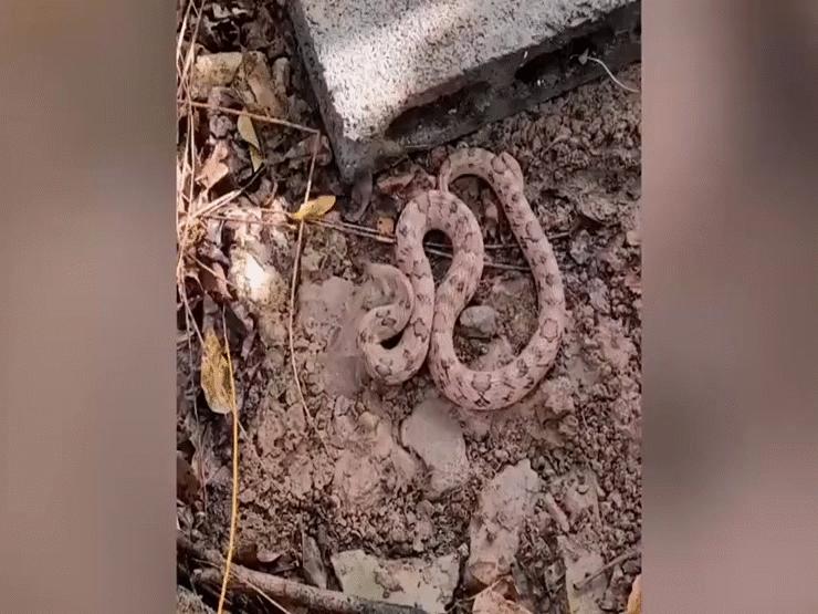Phi thường - kỳ quặc - Video: Rắn kukri ngụy trang trên bãi đất tấn công người dân