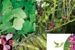 Sức khỏe đời sống - 8 bài thuốc từ tinh bột sắn dây trị bệnh thường gặp