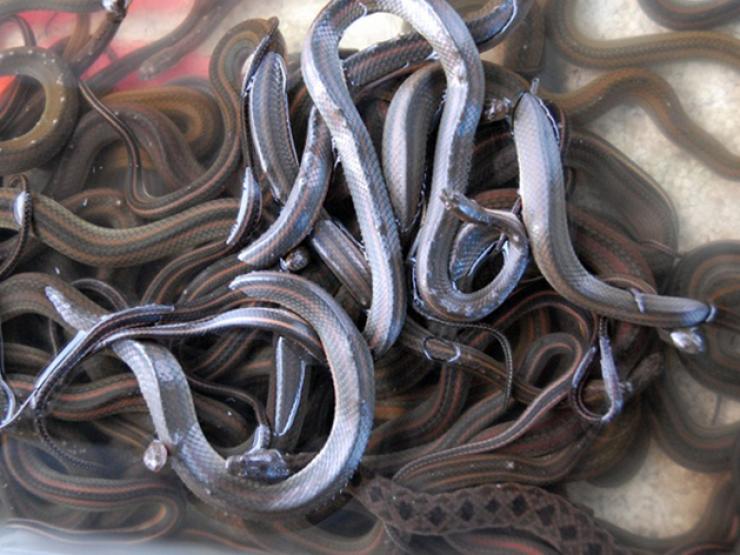 Thị trường - Tiêu dùng - Những món đặc sản của Việt Nam nghe tên "kinh hãi", giá nửa triệu/kg dân nhậu vẫn lùng mua