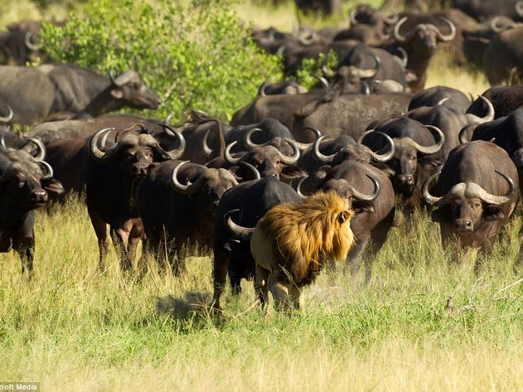 Media - Bị trâu rừng "kéo quân" bao vây truy sát, sư tử nhận đòn đau, mất mạng