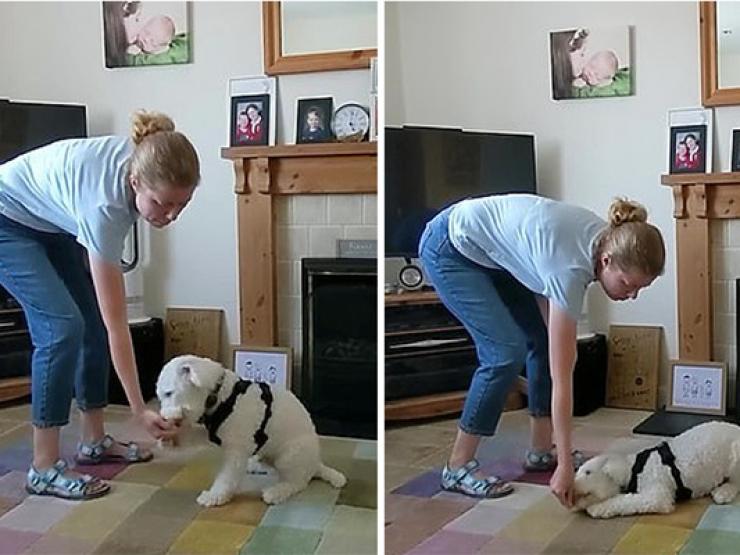 Bạn trẻ - Cuộc sống - Chú chó điếc có cuộc sống không ngờ sau khi học ngôn ngữ ký hiệu