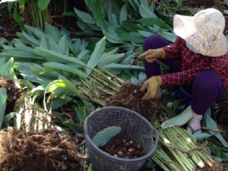 Thị trường - Tiêu dùng - Loại củ xưa nhà nghèo mới ăn, giờ "đẻ ra tiền", người dân trồng 9 tháng lời to