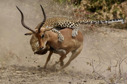 Media - Gặp những con mồi quá hung hãn, thợ săn đồng cỏ nhận "cái kết đắng"