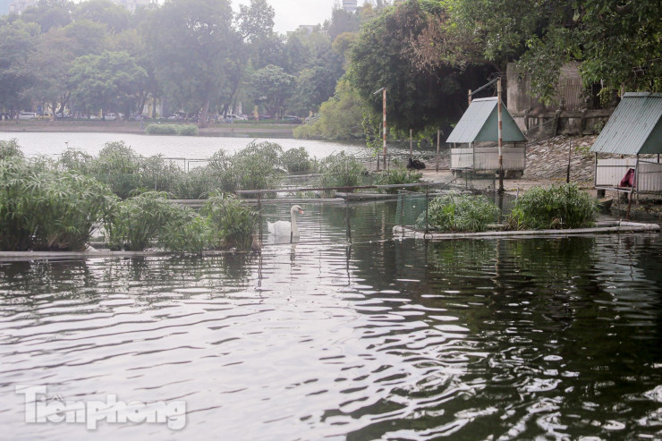 Tháng 2/2018, đàn thiên nga gồm 12 con được thả xuống hồ Hoàn Kiếm, trong đó có 5 con trắng và 7 con đen. Trước những ý kiến trái chiều của dư luận, nên chỉ một ngày sau, đàn thiên nga này được đưa về hồ Thiền Quang nuôi từ năm 2018 đến nay.