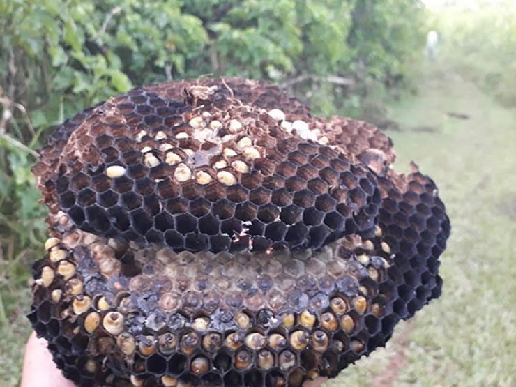 Thị trường - Tiêu dùng - Loài có nọc độc nguy hiểm không ngờ là đặc sản giá 500.000 đồng/kg, dân nhậu cực mê