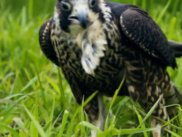 Media - Chim cắt phô diễn "võ cổ truyền", con mồi không kịp chạy thoát