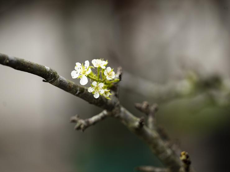 Tin tức trong ngày - "Cành củi khô" nở hoa trắng tinh khôi giảm nửa giá vẫn "ế"